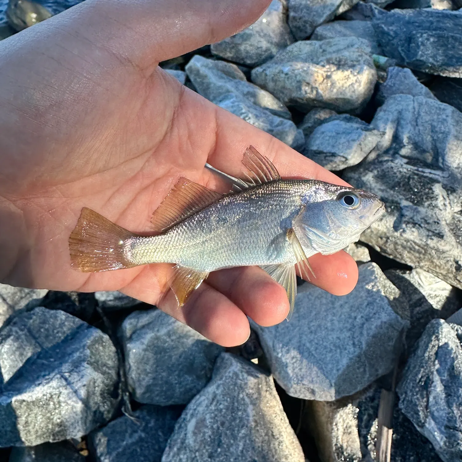 Silver perch caught on Fishbrain