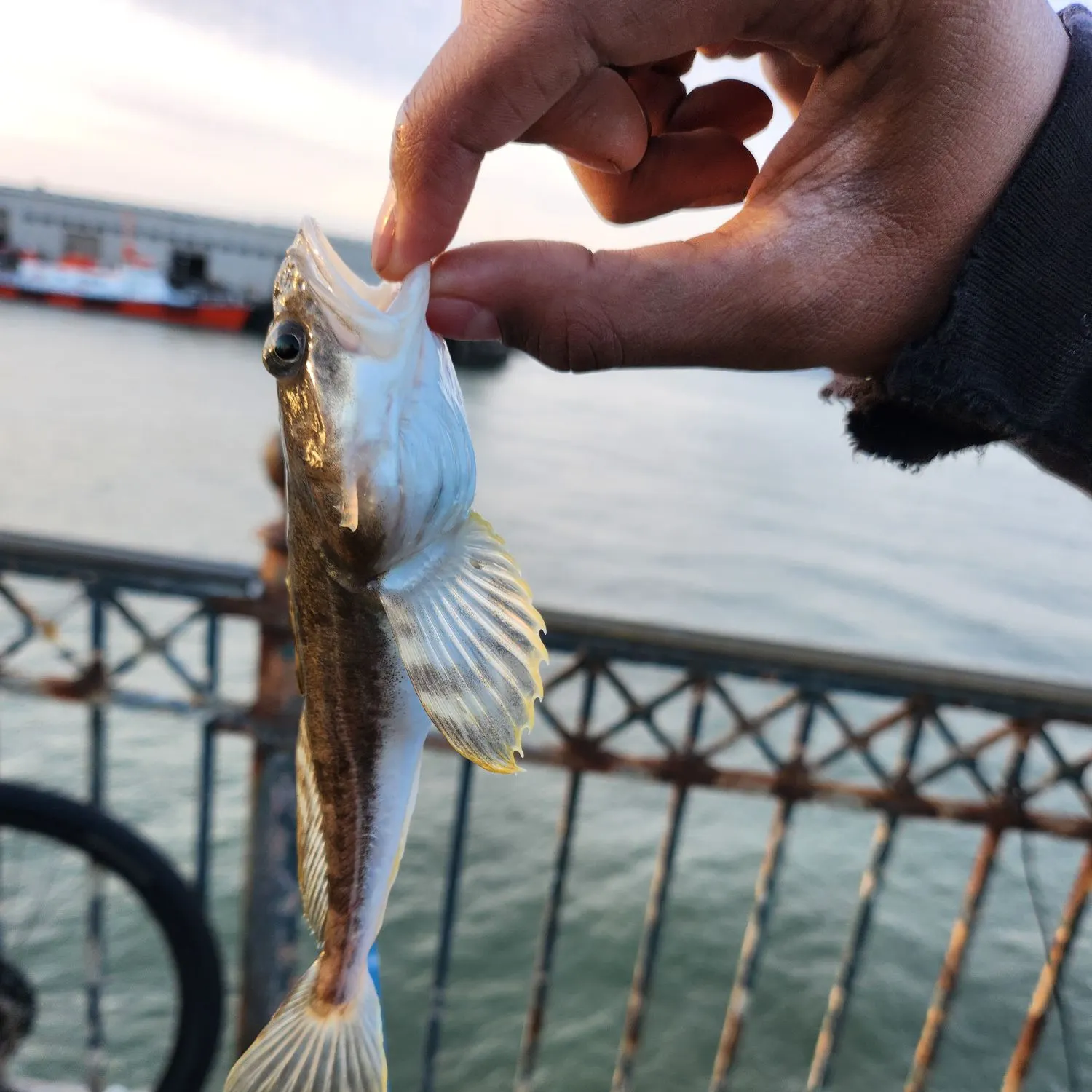 The most recent Longspined bullhead catches on Fishbrain