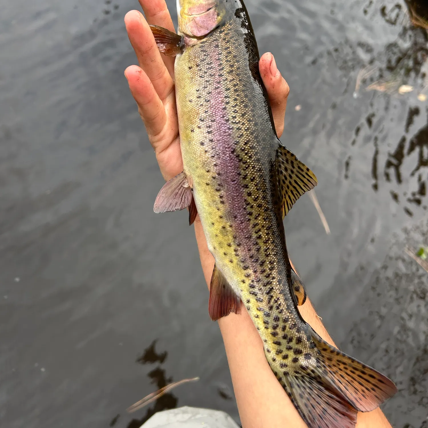 Rainbow trout caught on Fishbrain