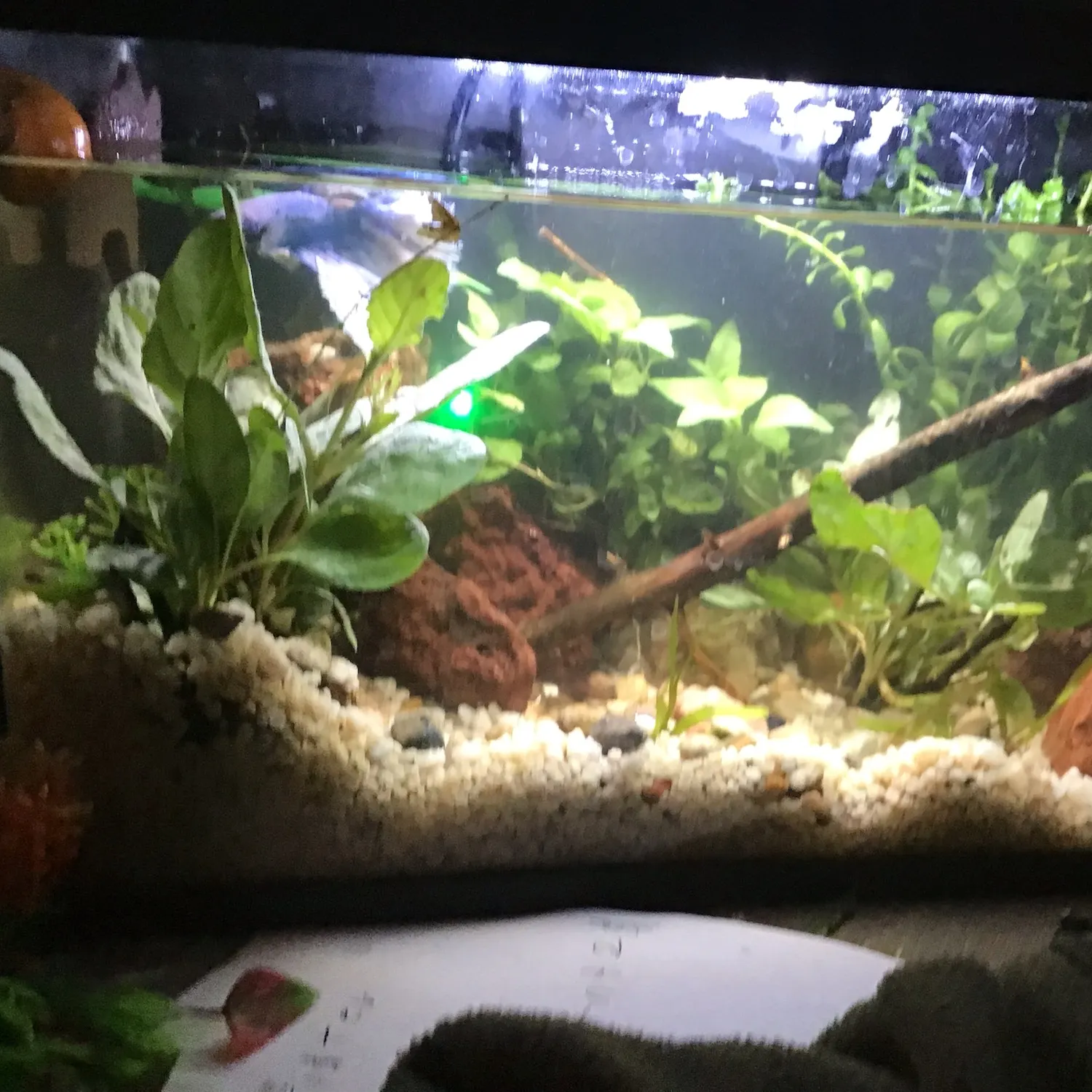 The most recent Siamese fighting fish catches on Fishbrain