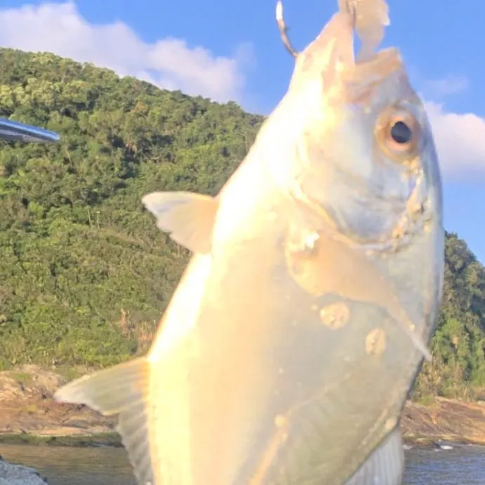 The most recent African pompano catches on Fishbrain