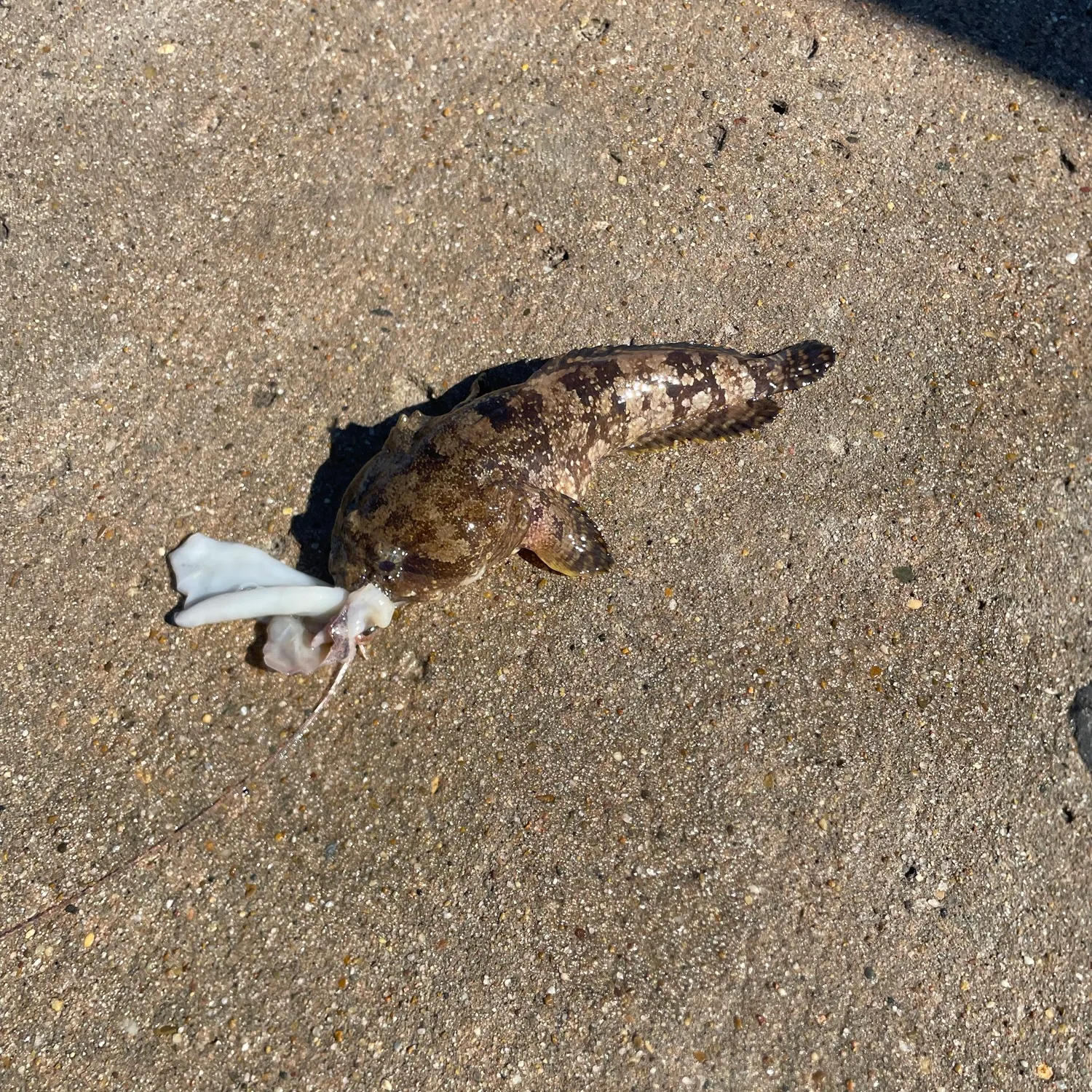 The most recent Gulf toadfish catches on Fishbrain