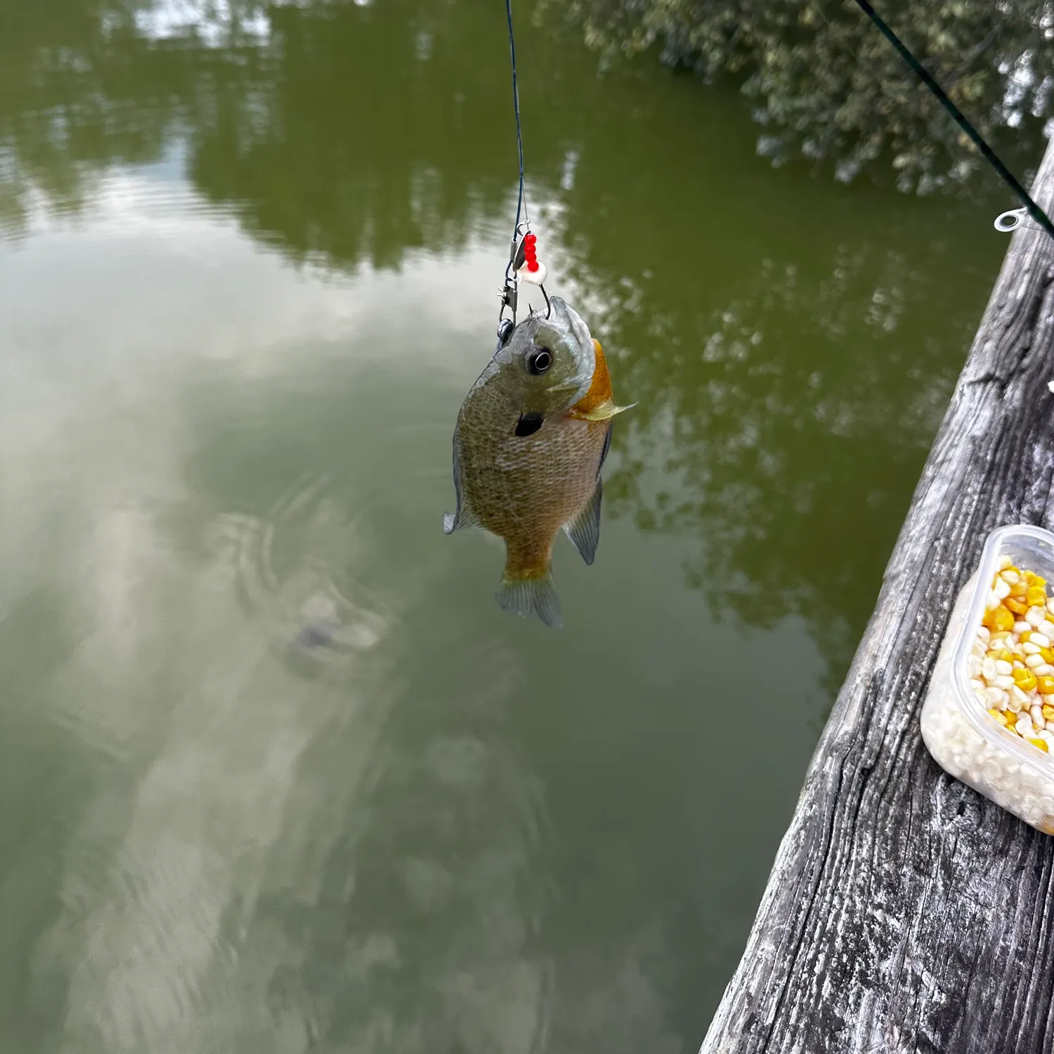 Bluegill caught on Fishbrain