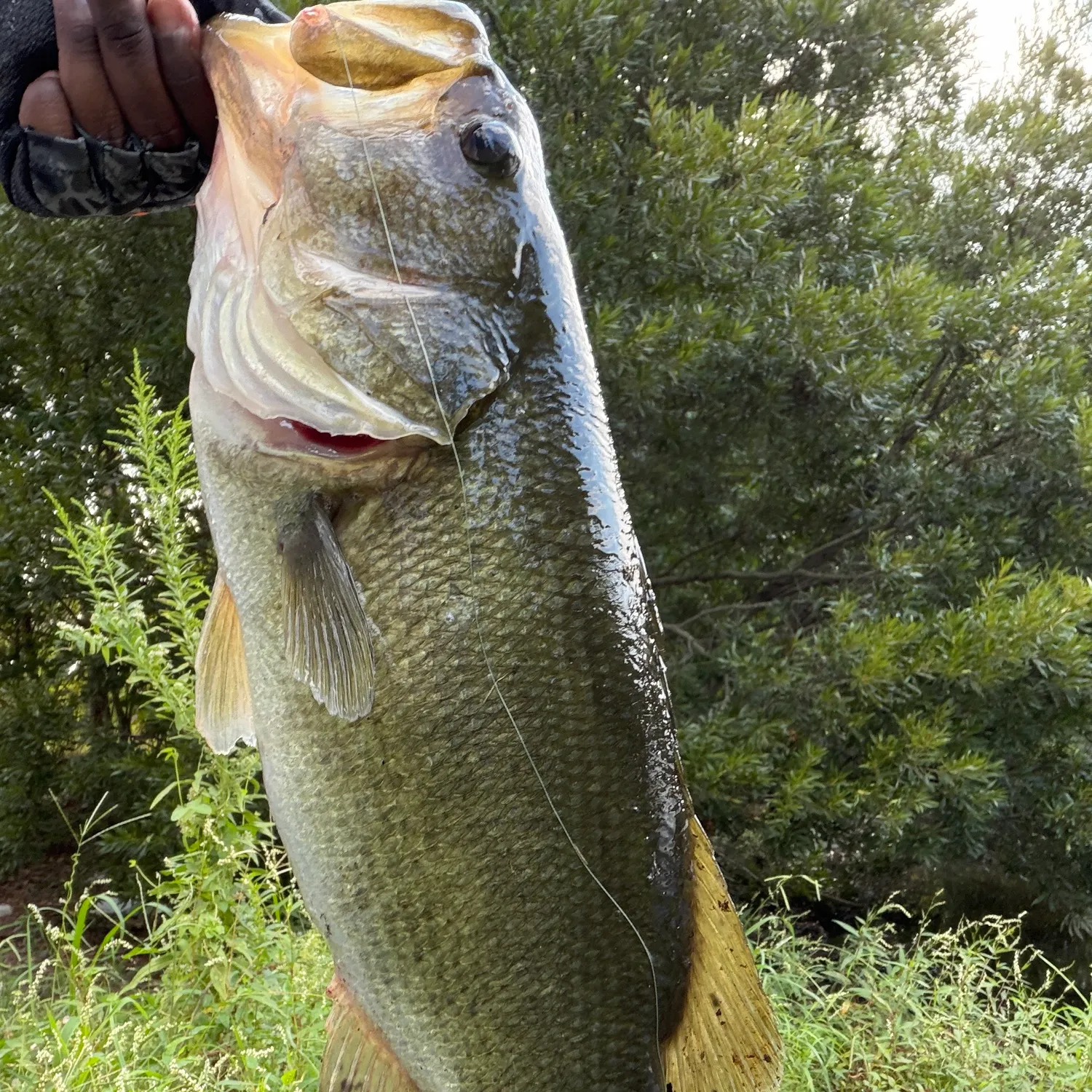 Largemouth bass caught on Fishbrain