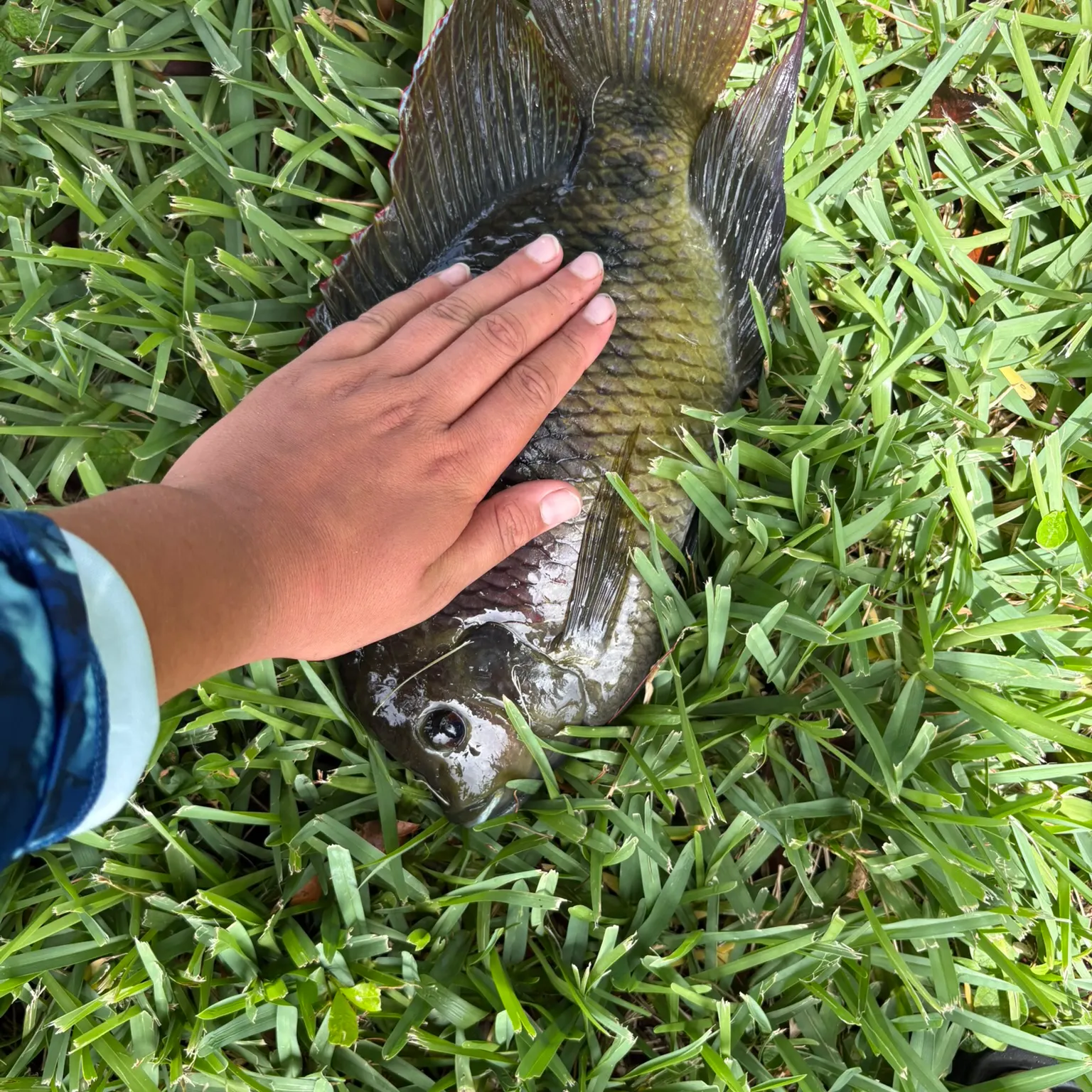 The most recent Spotted tilapia catches on Fishbrain