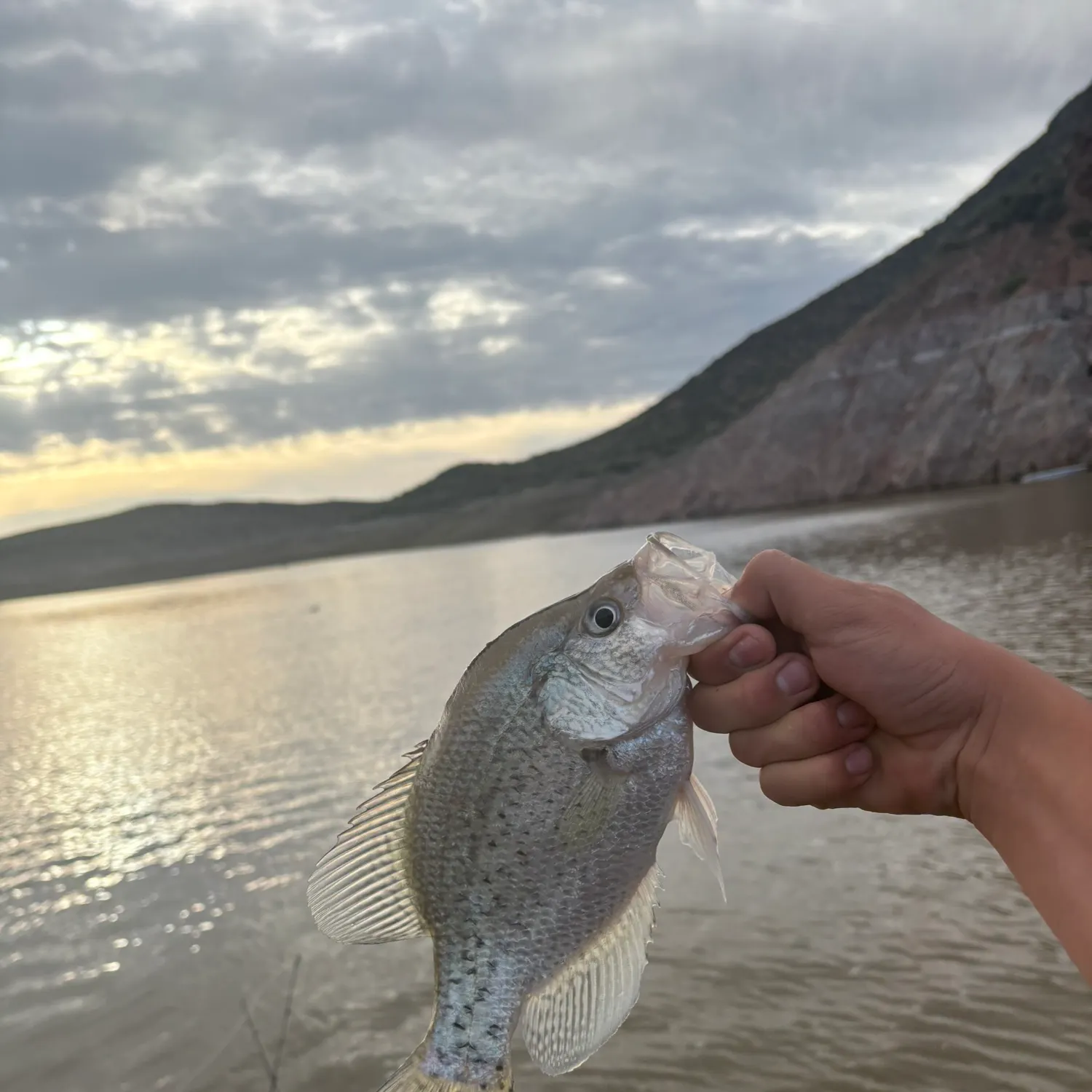 The most recent Magnolia crappie catches on Fishbrain
