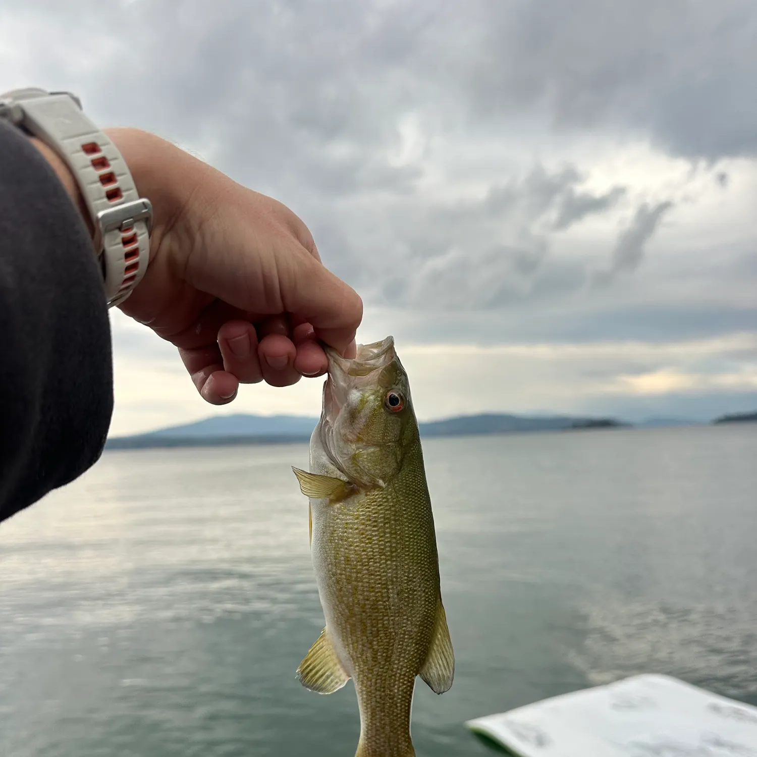 Smallmouth bass caught on Fishbrain