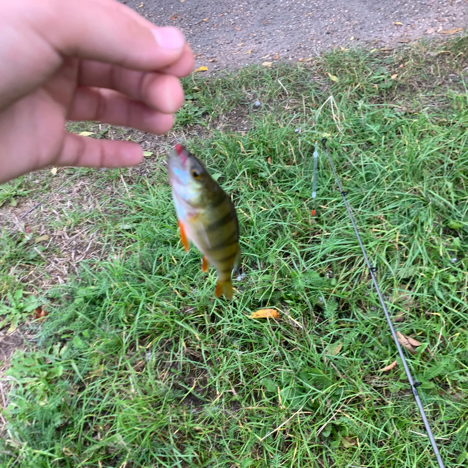 European perch caught on Fishbrain