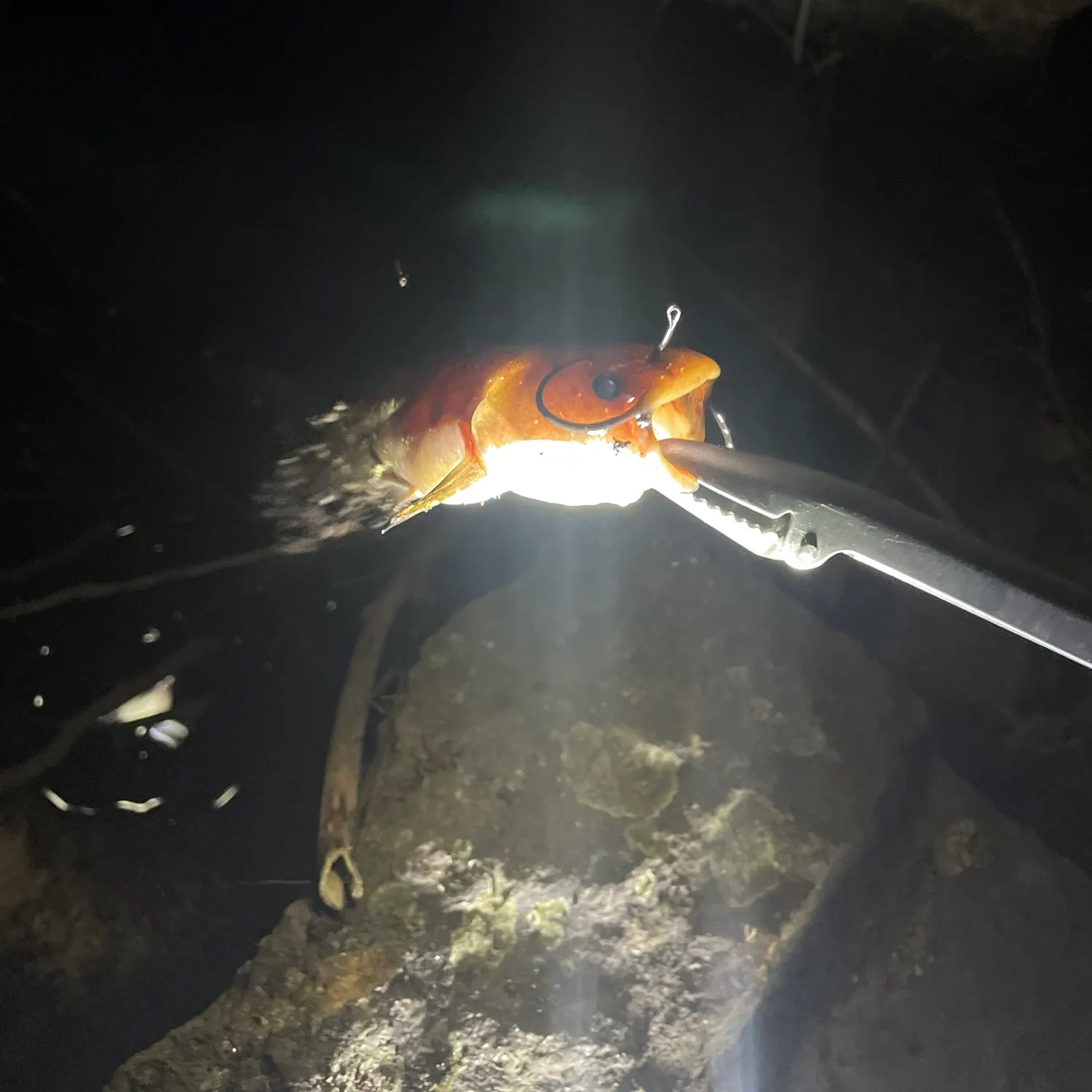 Yellow bullhead caught on Fishbrain