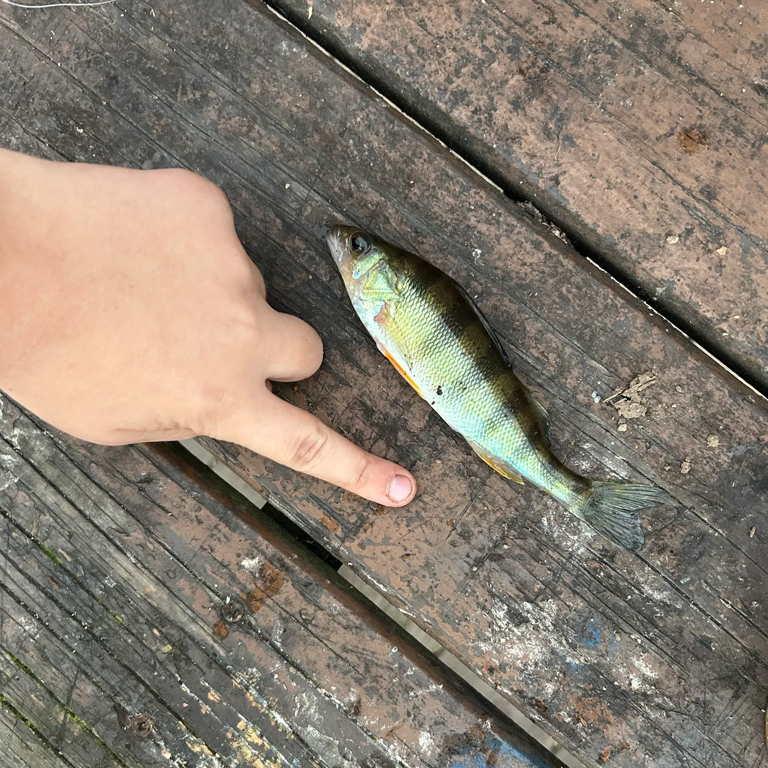 Yellow perch caught on Fishbrain