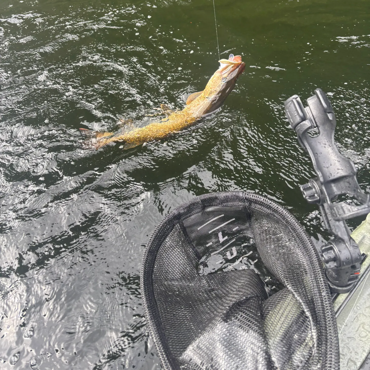 Northern pike caught on Fishbrain