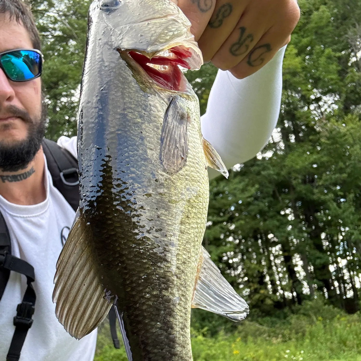 Largemouth bass caught on Fishbrain
