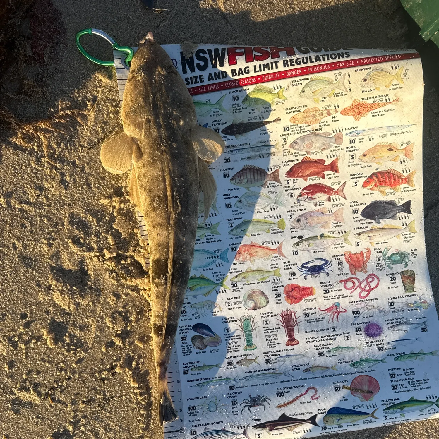 recently logged catches