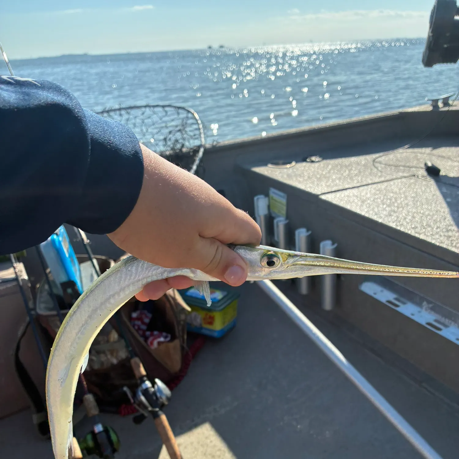 The most recent Flat needlefish catches on Fishbrain