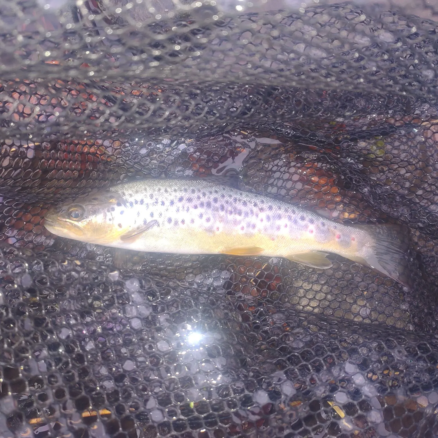 Brown trout caught on Fishbrain