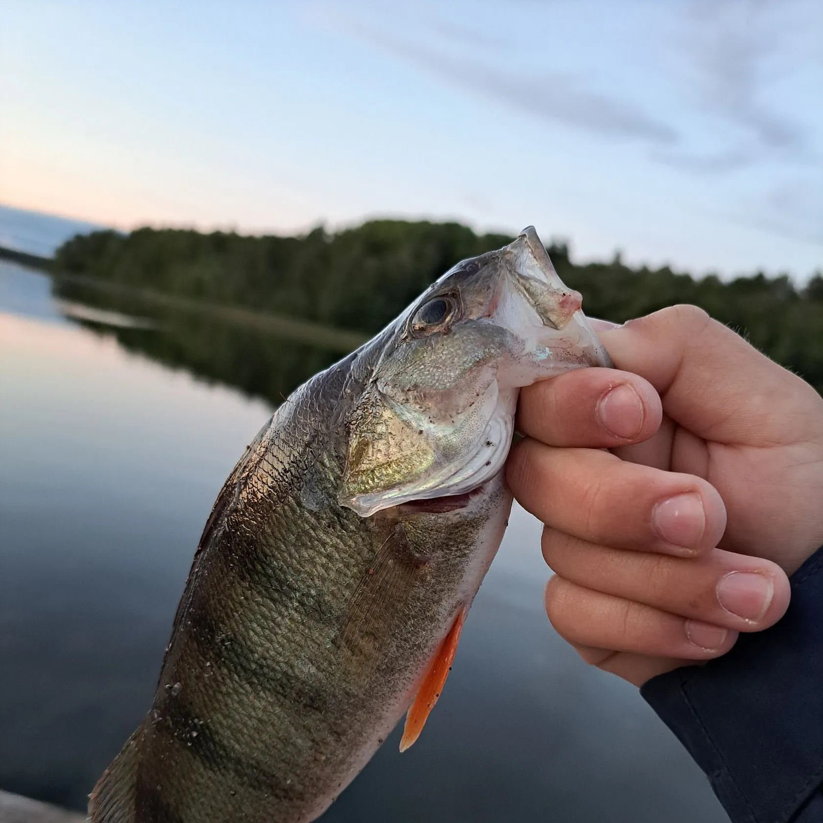 European perch caught on Fishbrain