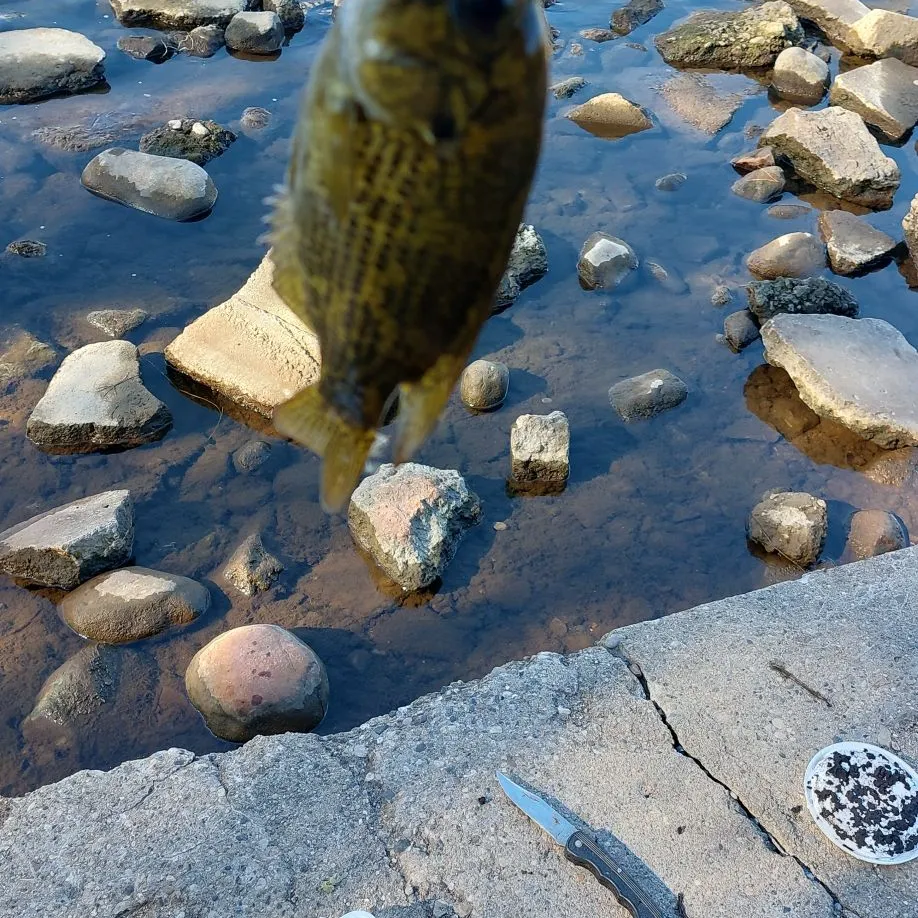 Rock bass caught on Fishbrain
