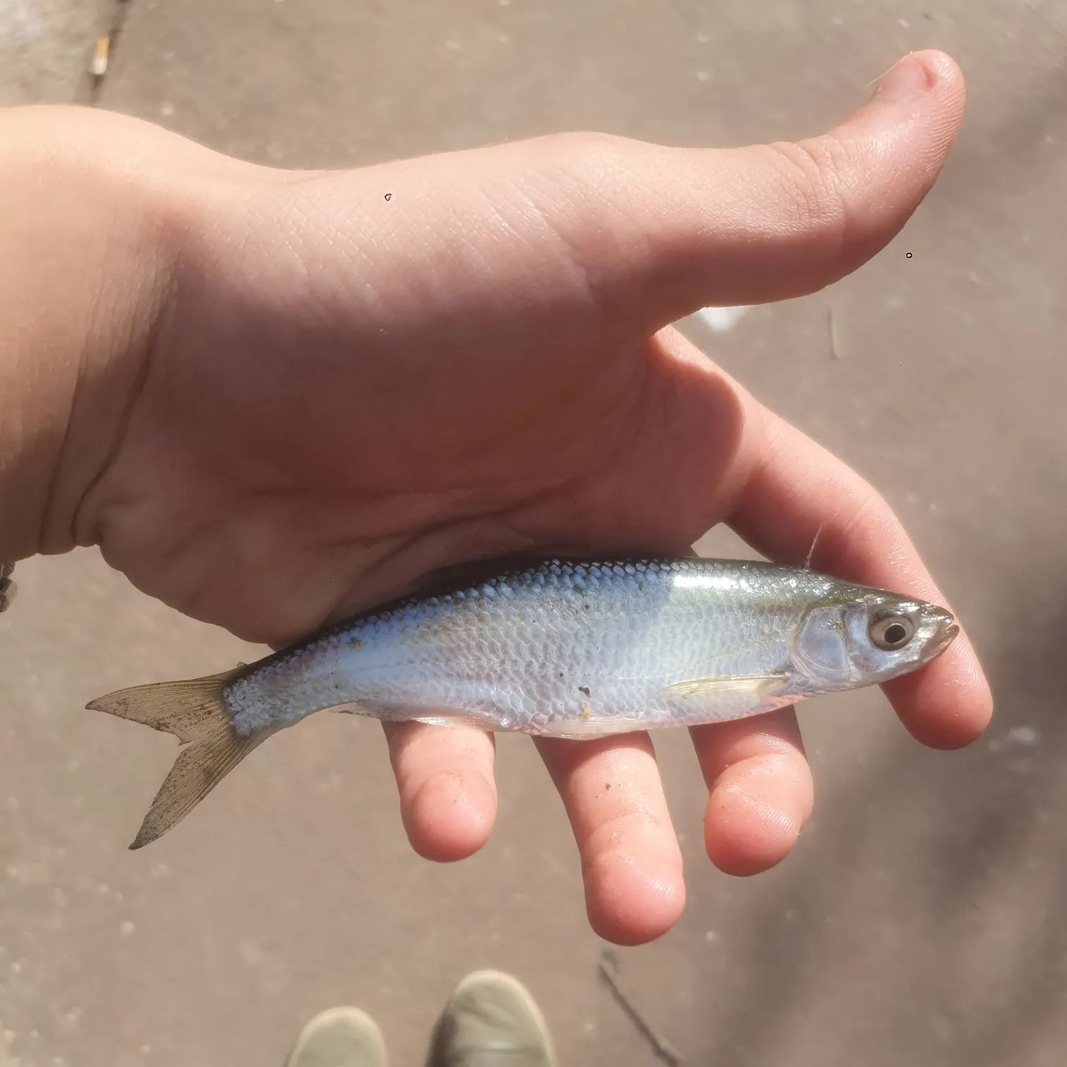 The most recent Common bleak catches on Fishbrain