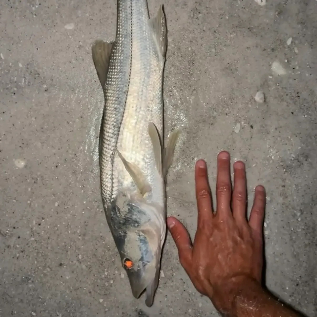 Common snook caught on Fishbrain