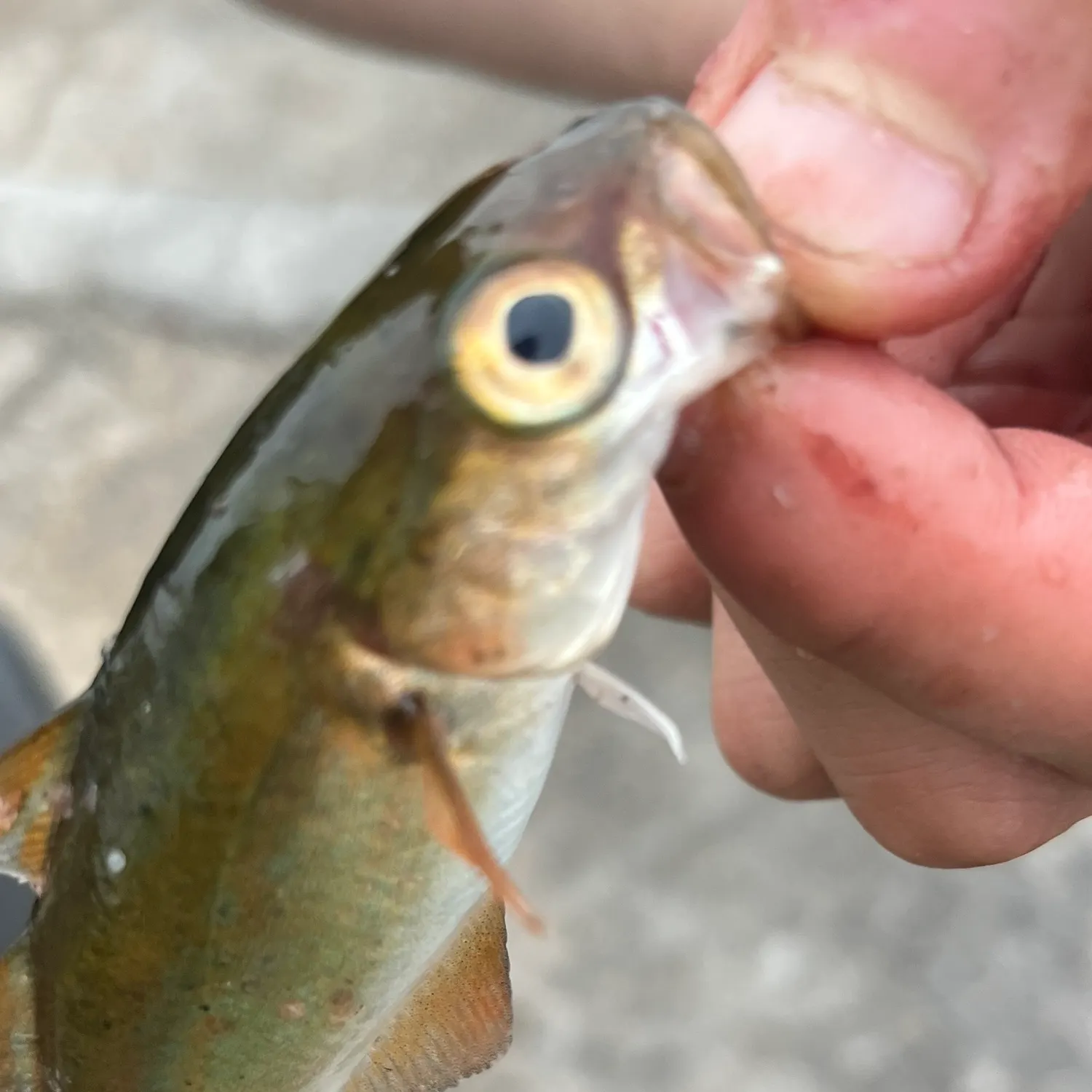 Whiting caught on Fishbrain