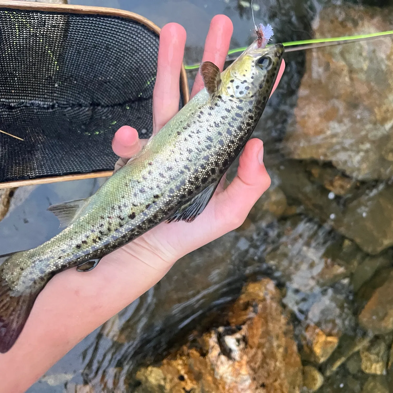 Landlocked atlantic salmon caught on Fishbrain