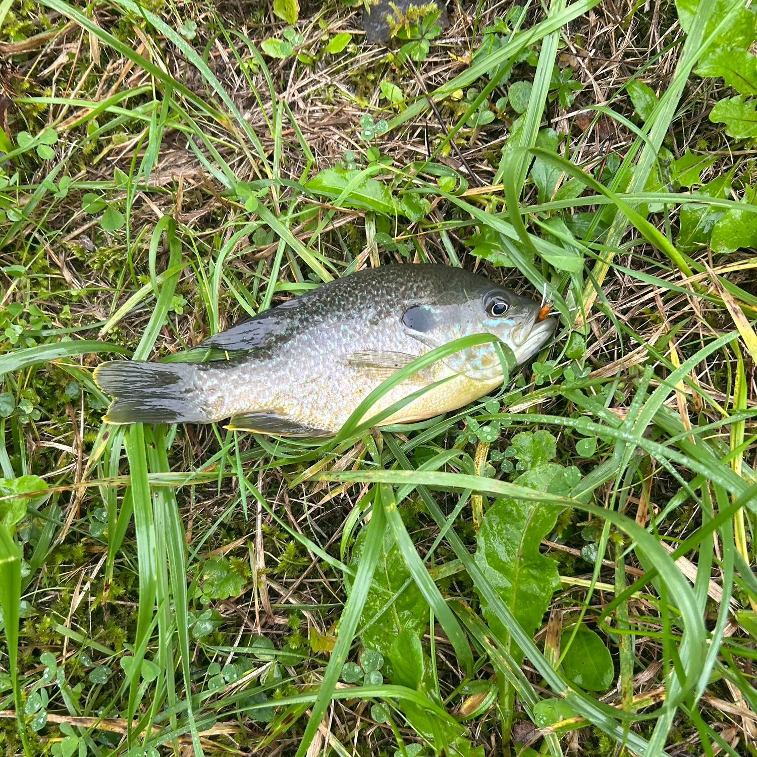 Greengill hybrid caught on Fishbrain