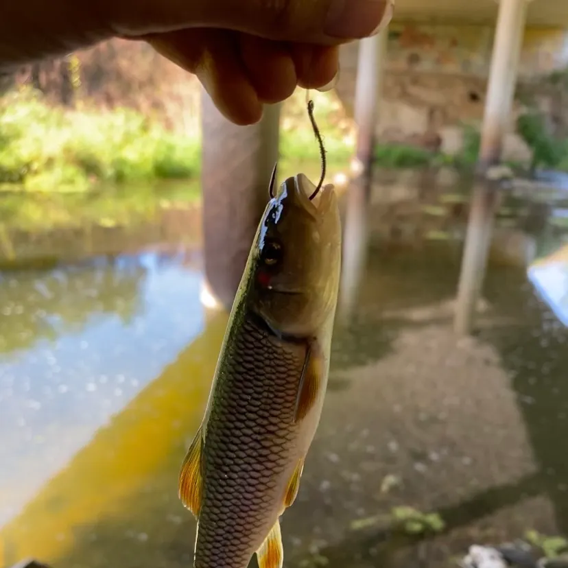 Hornyhead chub caught on Fishbrain