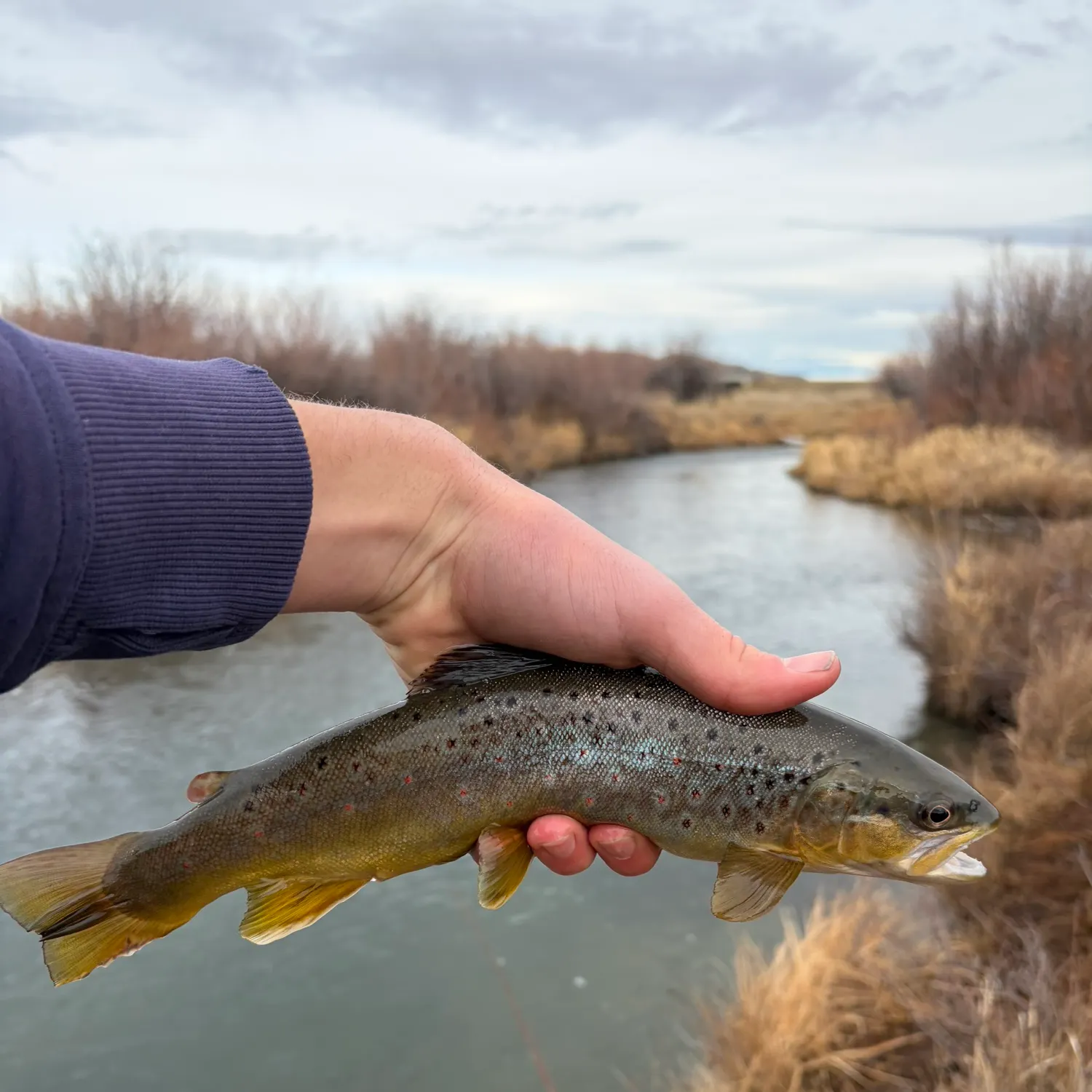 The most recent Brown trout catches on Fishbrain