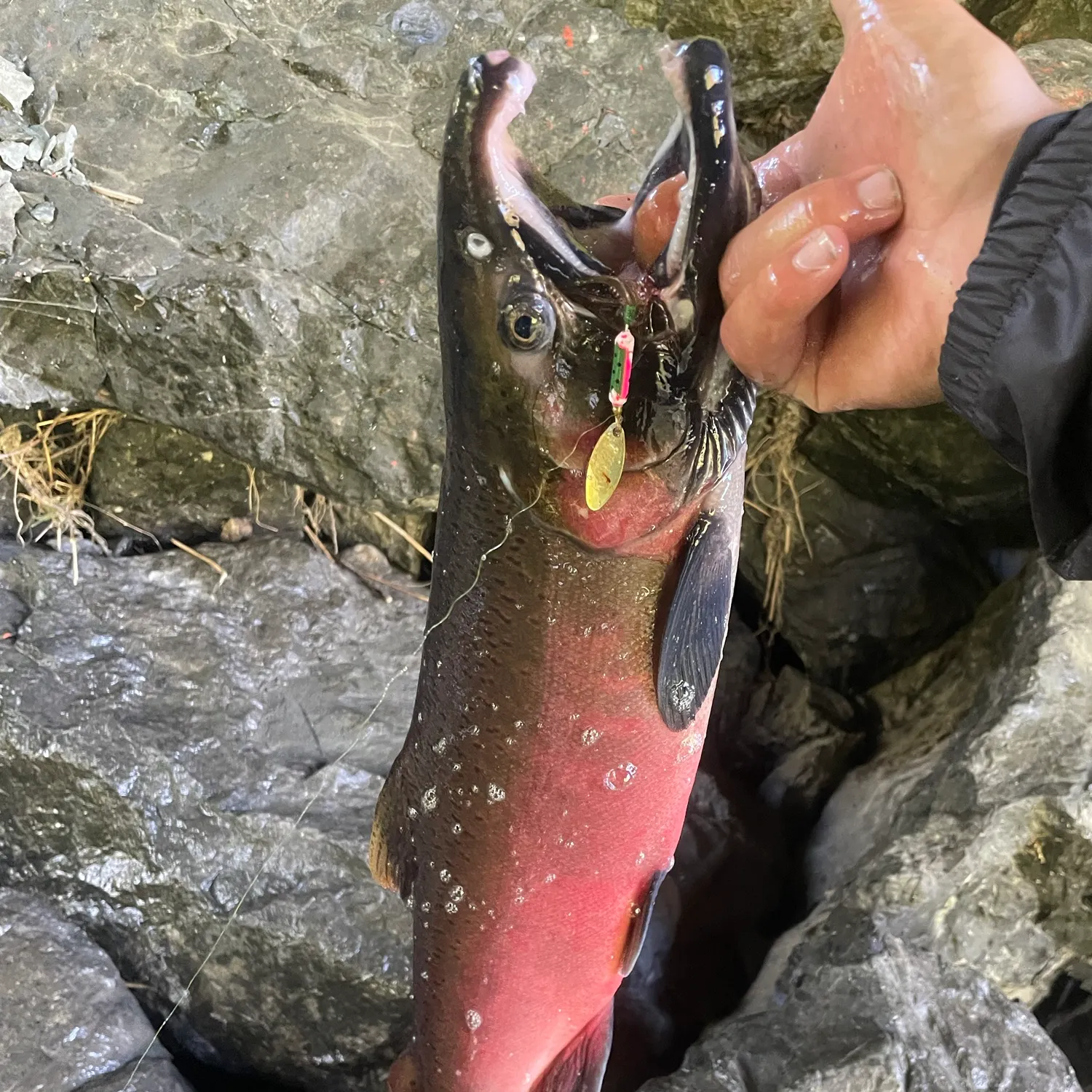 Coho salmon caught on Fishbrain