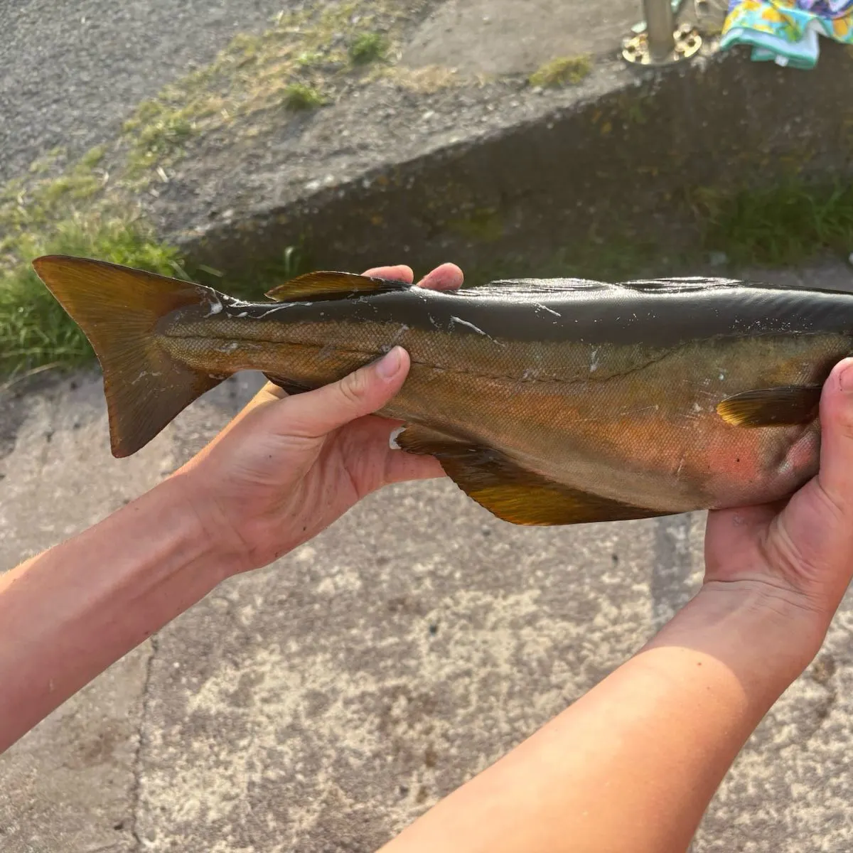 The most recent Pollack catches on Fishbrain