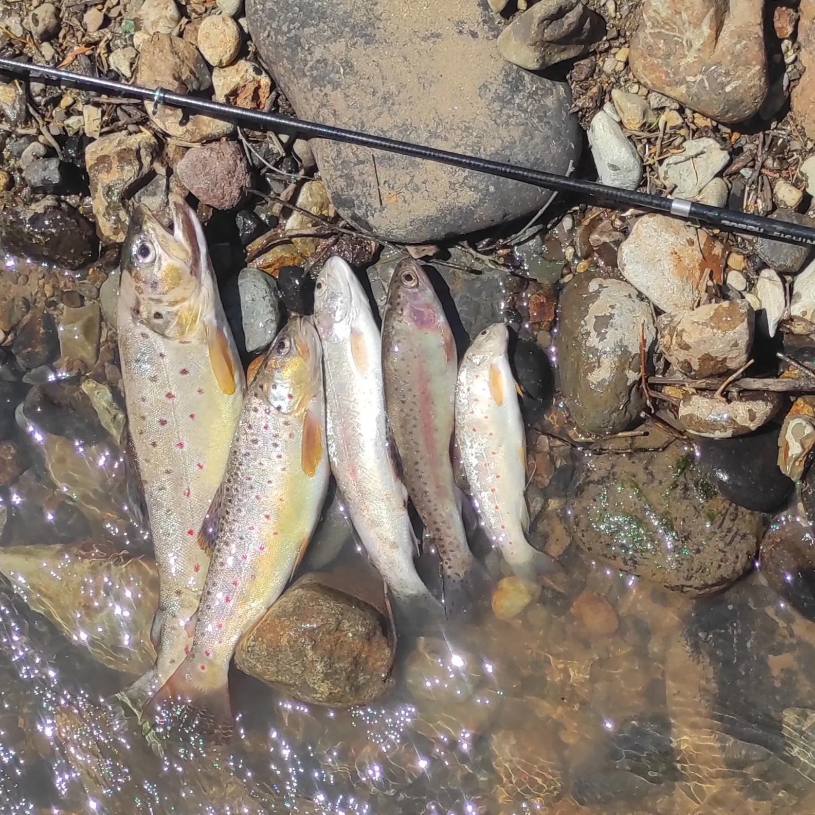 recently logged catches