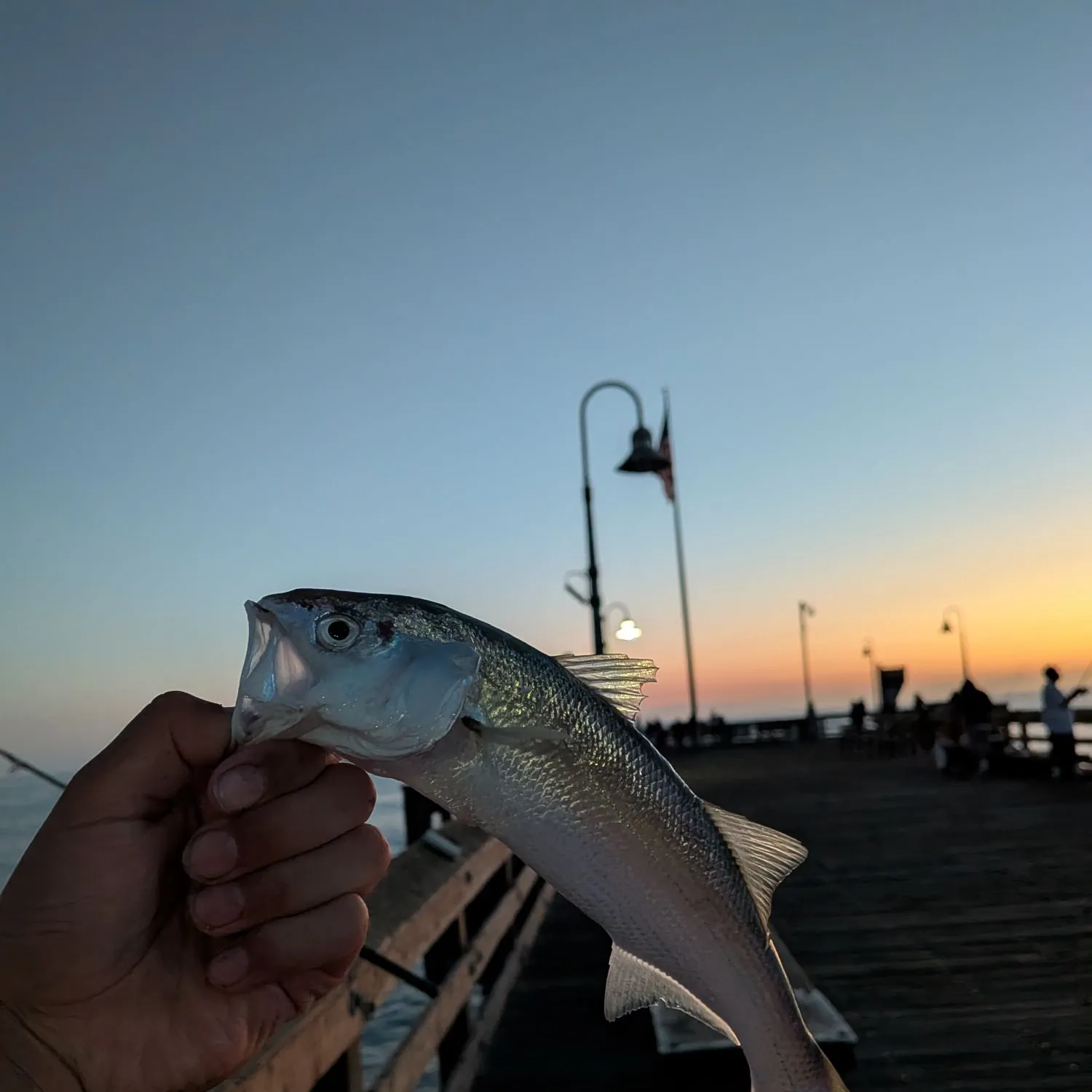 The most recent White seabass catches on Fishbrain