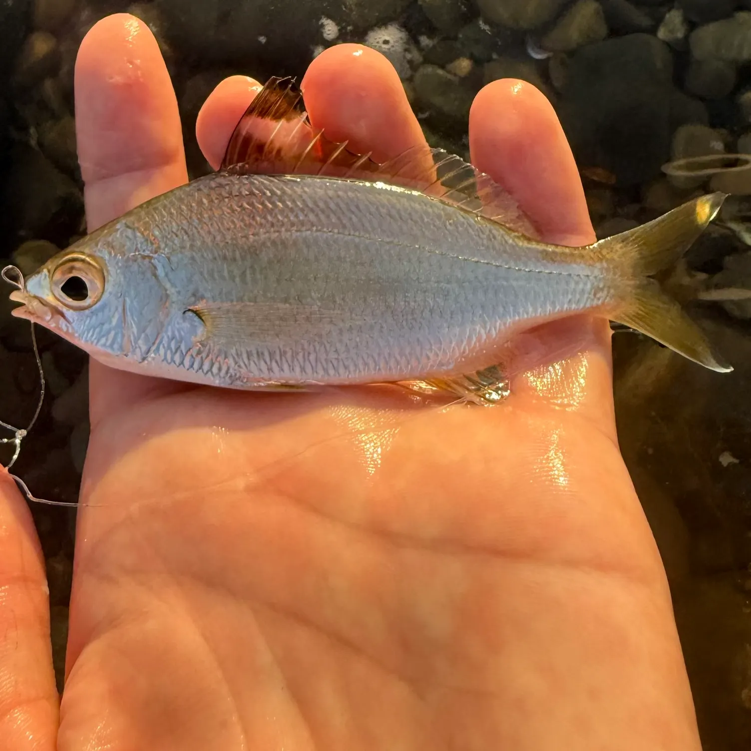 The most recent Pacific flagfin mojarra catches on Fishbrain