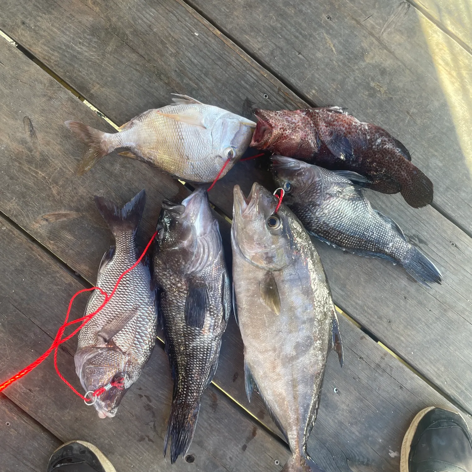 The most recent Almaco jack catches on Fishbrain