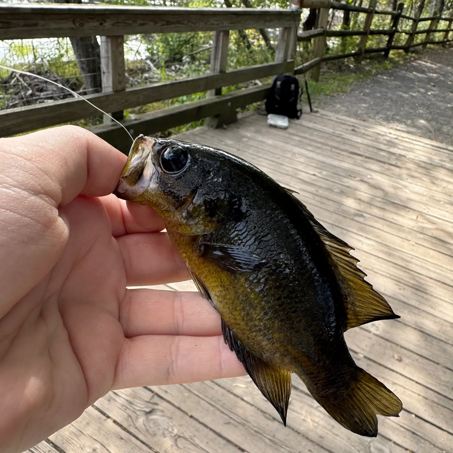 The most recent Mud sunfish catches on Fishbrain