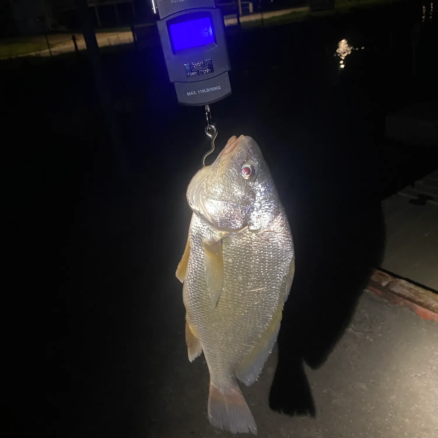 Freshwater drum caught on Fishbrain