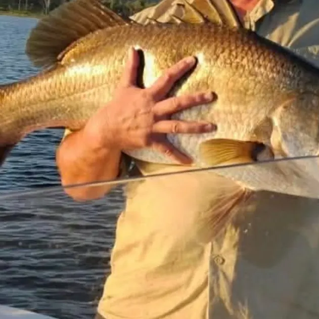 The most recent Barramundi catches on Fishbrain