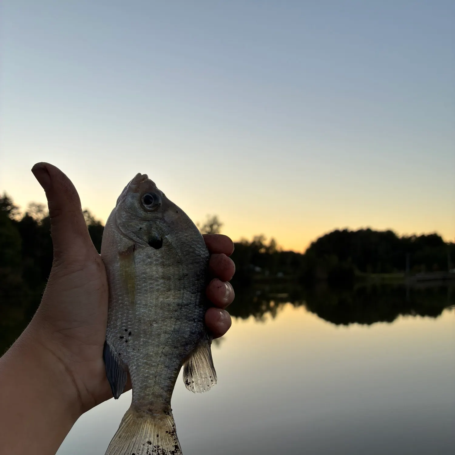 Bluegill caught on Fishbrain
