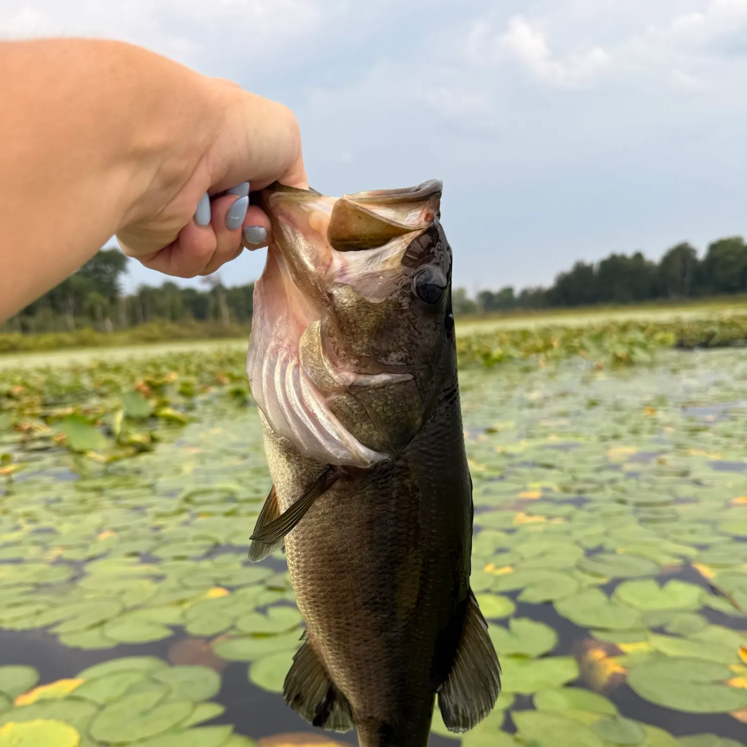 Largemouth bass caught on Fishbrain