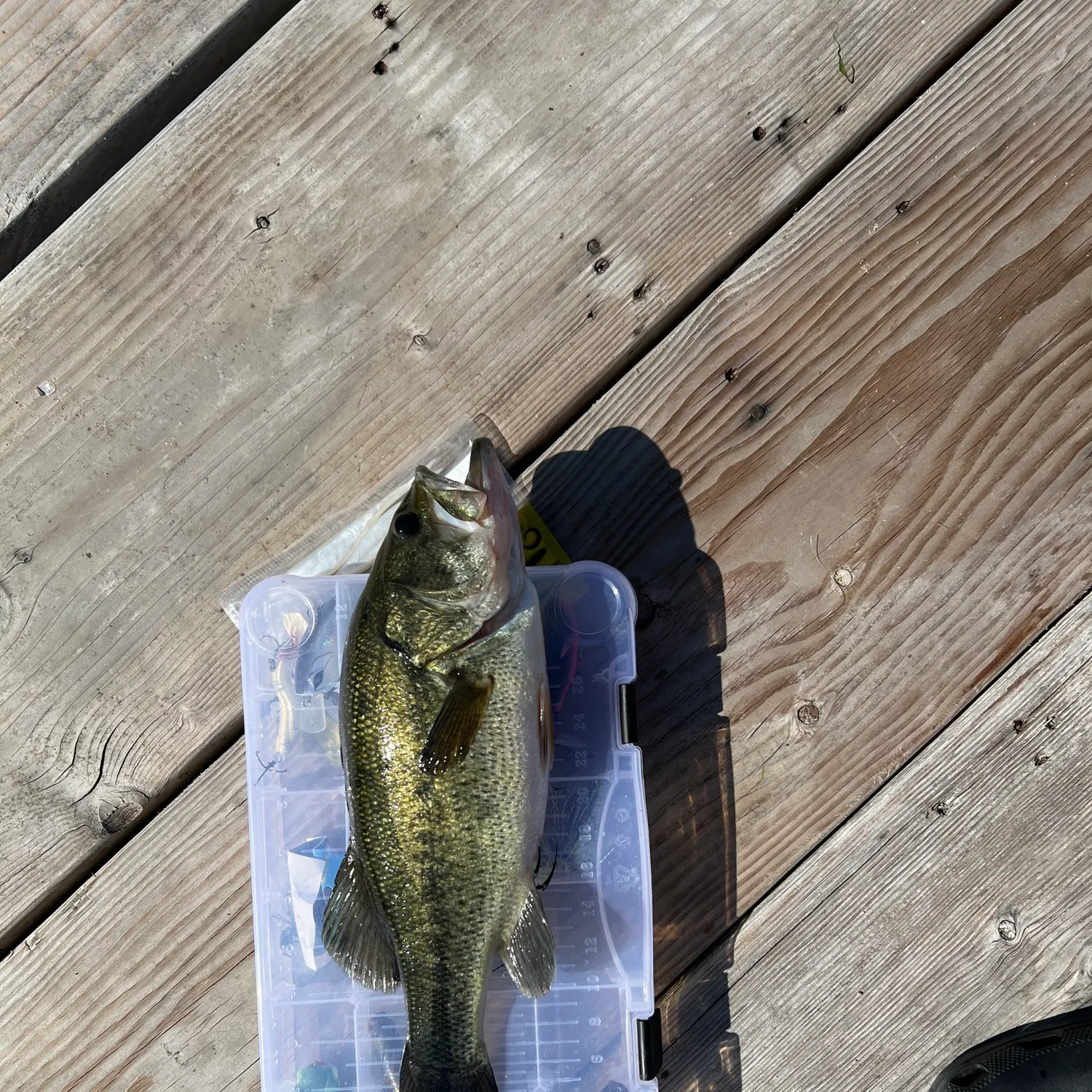 angler catch