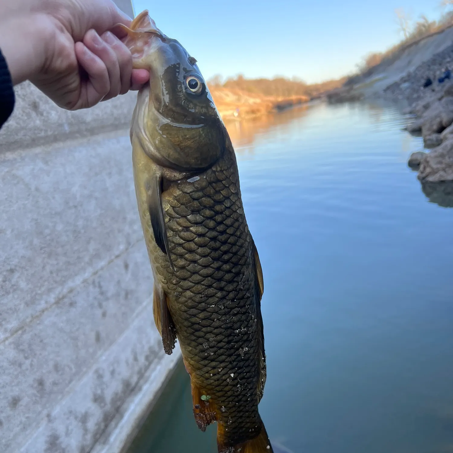 The most recent Common carp catches on Fishbrain