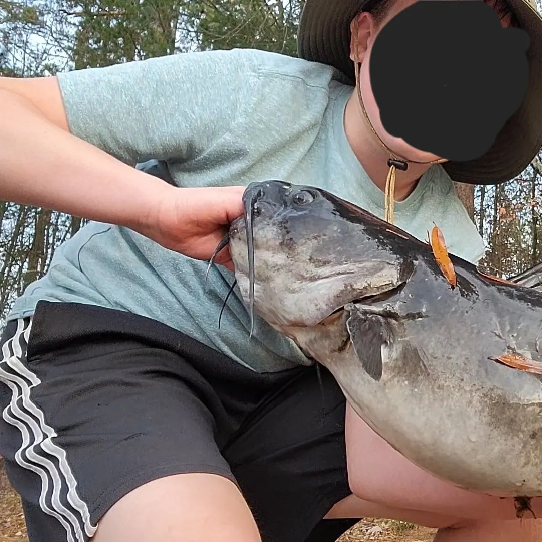 The most recent White bullhead catches on Fishbrain