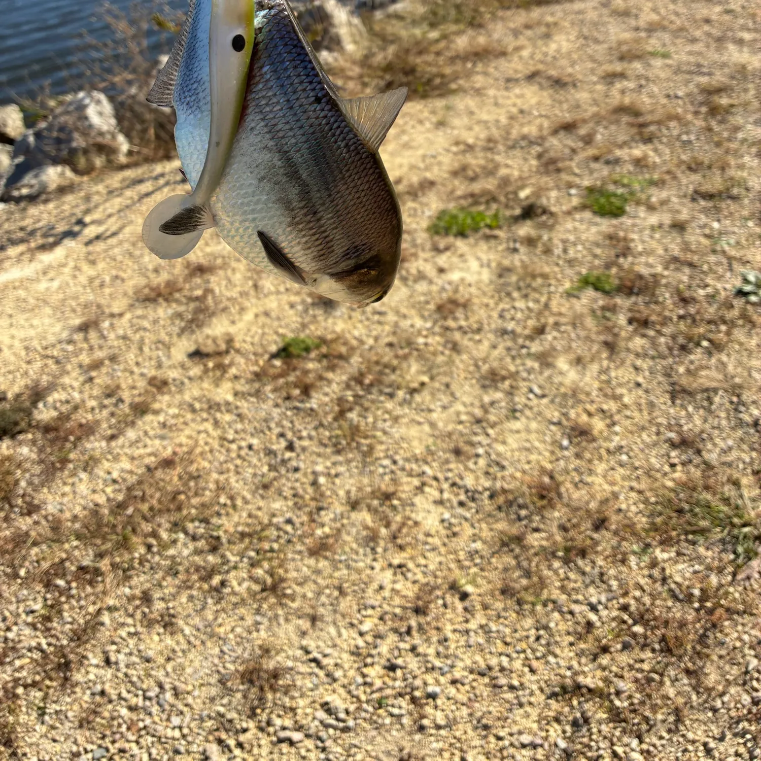 American gizzard shad caught on Fishbrain