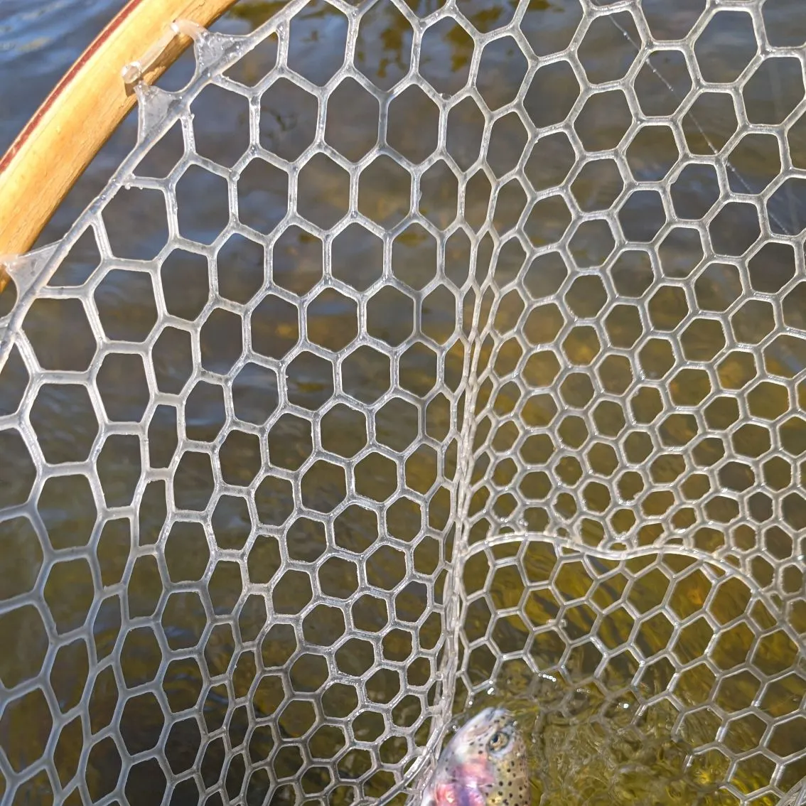 angler catch