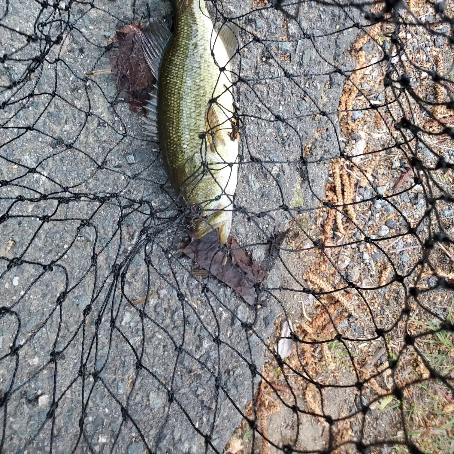 angler catch