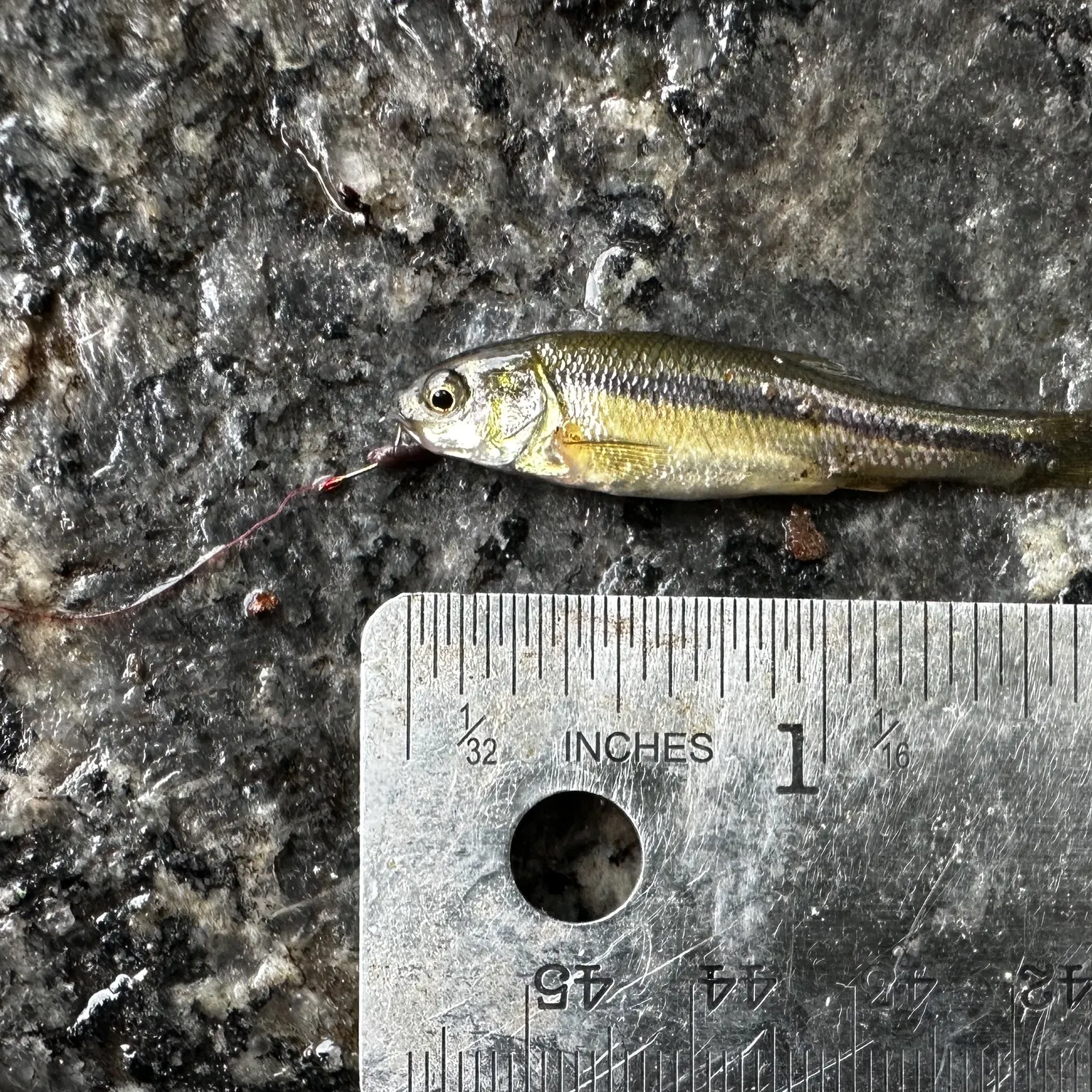 Fathead minnow caught on Fishbrain