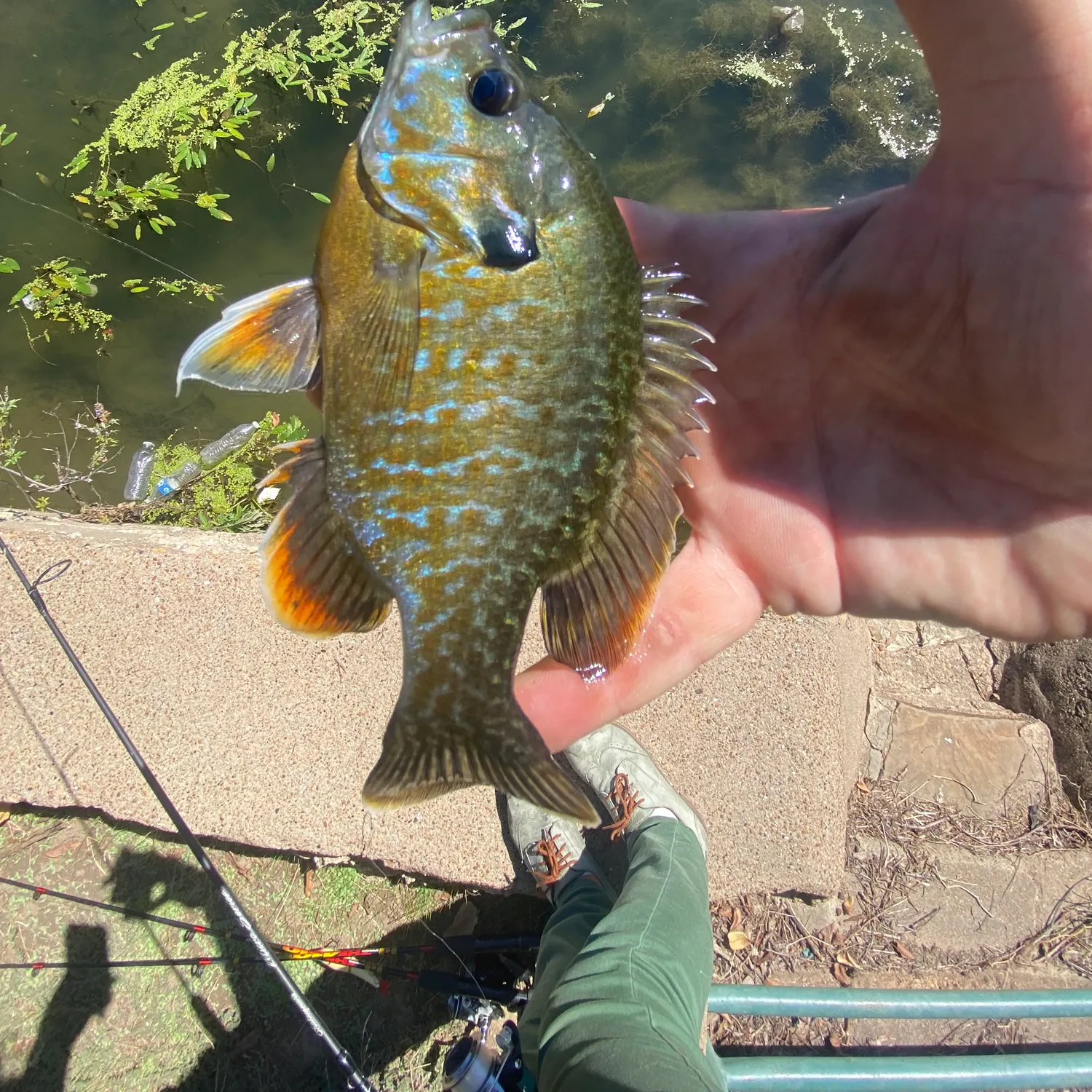Greengill hybrid caught on Fishbrain
