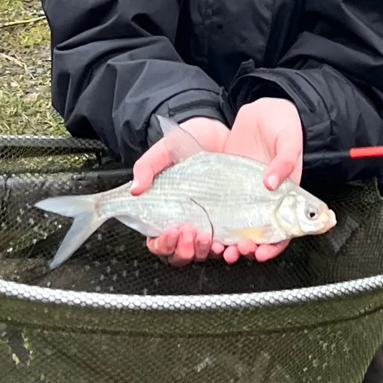 The most recent Common bream catches on Fishbrain