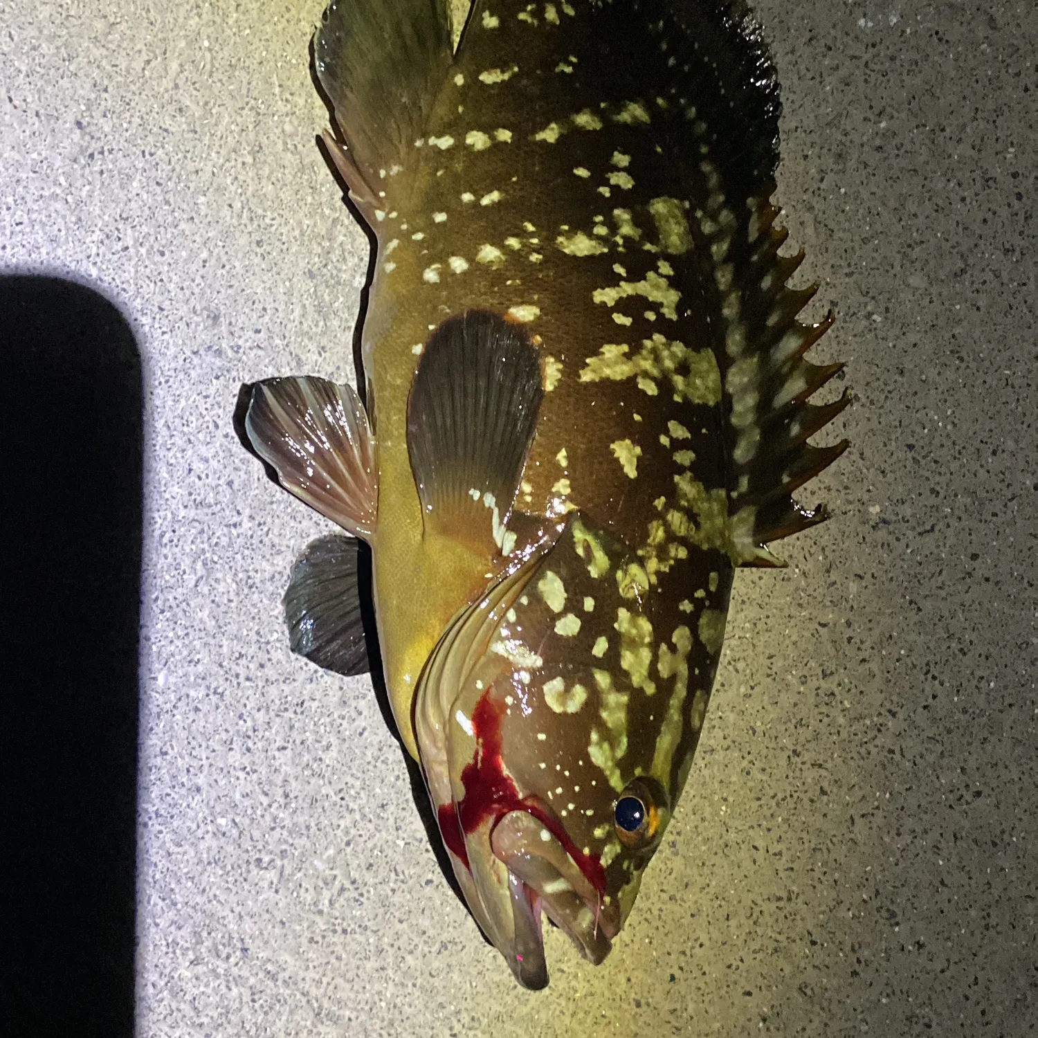 Atlantic goliath grouper caught on Fishbrain