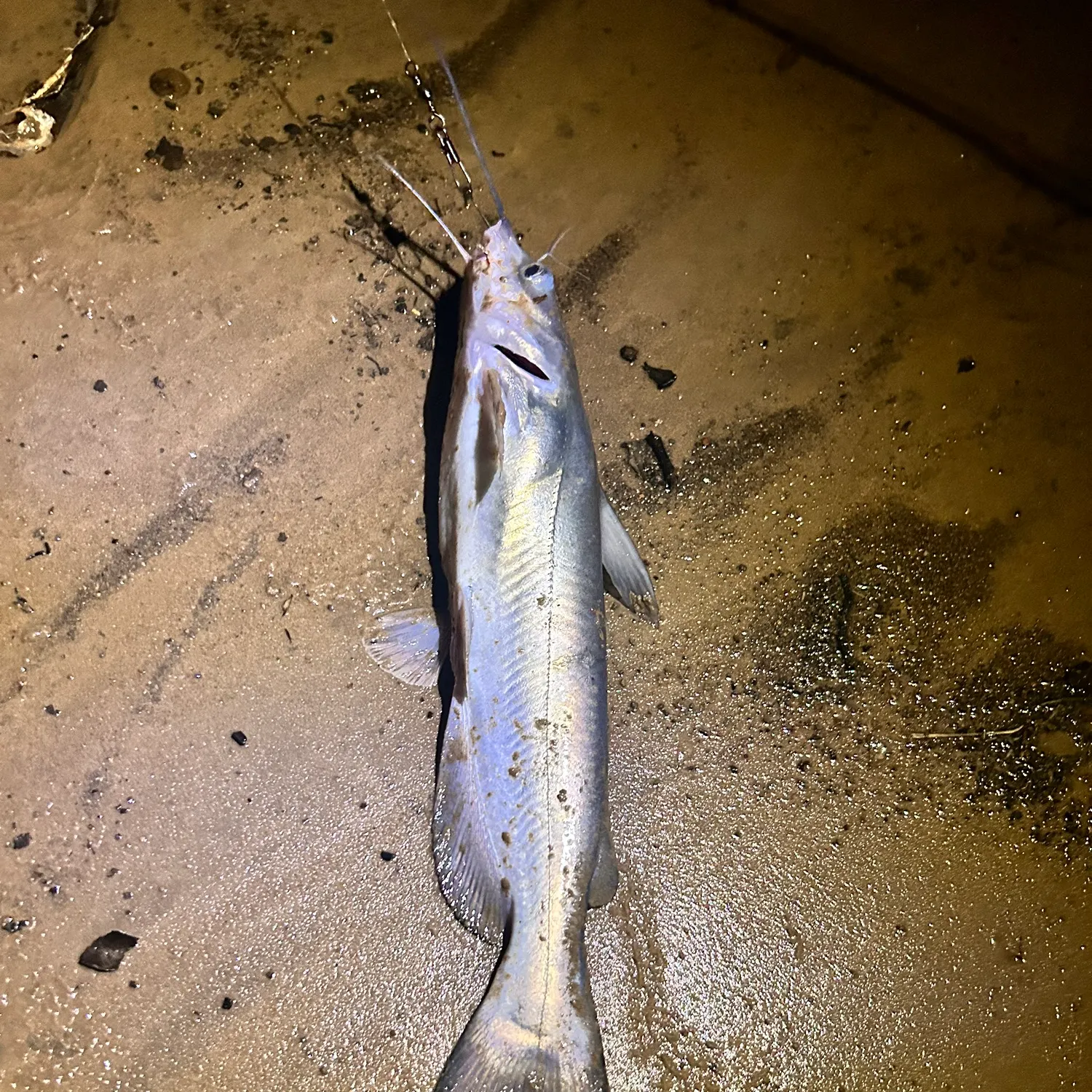 Channel catfish caught on Fishbrain